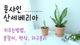 문샤인 산세베리아 키우기 번식 분갈이 자구분리 공기정화식물 moonshine sansevieria [upl. by Yrocaj]