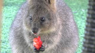 Quokka eating a strawberry [upl. by Notlrak402]