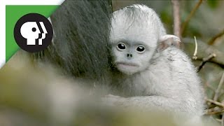 Baby Snubnosed Monkeys [upl. by Nnylyma208]