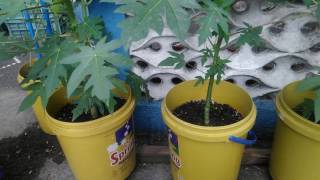 Growing Papaya in container Part 3 Watering thinning fertilizing [upl. by Nodnarb766]