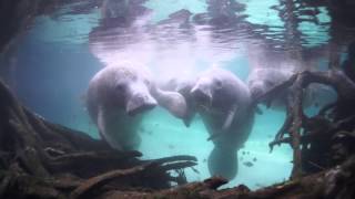 Snorkeling with the Manatees of Crystal River Florida [upl. by Ramal]