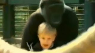 Toddler Plays With Gorilla Caught on Tape  Good Morning America  ABC News [upl. by Ash]