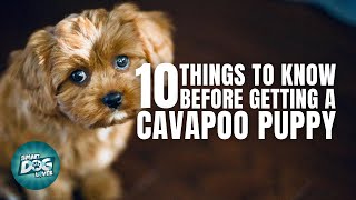 Cavapoo Puppies  Things You Should Know Before Getting a Cavapoo Puppy [upl. by Rancell152]