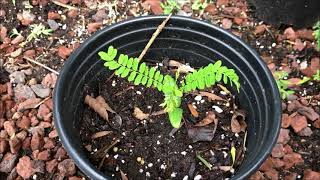 Growing ROYAL POINCIANA from seed  Delonix Regia  Flamboyant [upl. by Toffey177]