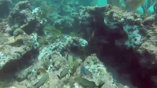 Key Largo Scuba Diving with Rainbow Reef [upl. by Eekaz]