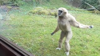 Funny Gibbon Intrigued by Guide Dog in Zoo [upl. by Yraillih]