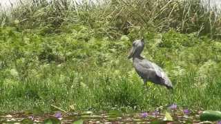 Shoebill Bird hunting and catching Fish Uganda Mabamba 2009 [upl. by Carmelina988]