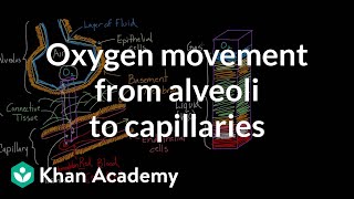 Oxygen movement from alveoli to capillaries  NCLEXRN  Khan Academy [upl. by Stiegler219]