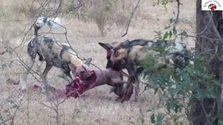 Wild Dog Eaten Impala Alive Attack a baby Elephant [upl. by Burnham364]