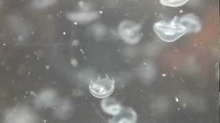 Life cycle of a moon jellyfish aurelia aurita [upl. by Hurst147]