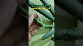 Sansevieria Suffruticosa Mutomo Kenya sansevieria sansevieriaplant sansevierialover snakeplant [upl. by Eelanej]