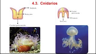 Cnidarios y platelmintos 1º ESO [upl. by Horatia]