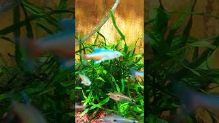 Aphyocharax rathbuni Tetra Federal aquariumhobby acuarofilia acuarismo aquascaping [upl. by Torrell182]