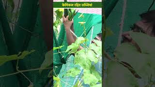 घर पर कैसे उगाएं केमिकल रहित सब्जियांvegetablefarming rooftopfarming Horticulture KOIReel [upl. by Pape693]