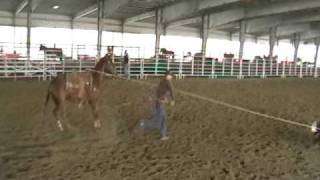 Jason Hanchey Calf Roping horses for sale [upl. by Etnad]