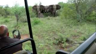 Elephant Encounter  Guiding through a tricky situation [upl. by Sue]