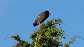 Green Heron quotsingingquot [upl. by Popele]