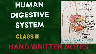 Human Digestive System l NCERT l Class 11 l Hand Written Notes l 2 [upl. by Durrell]