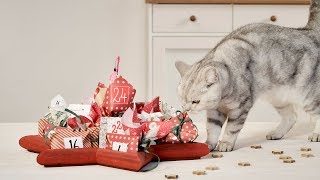 DIY Adventskalender für Katzen [upl. by Ronald]