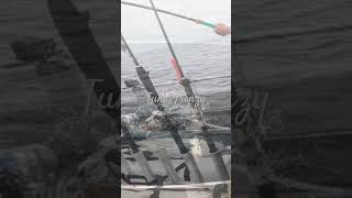 Albacore Tuna Frenzy fishing tuna [upl. by Ierdna]