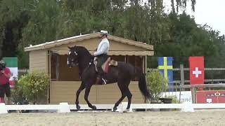 World Championship Working Equitation 2022 in les Herbiers dressage test Filipe Gilberto on ZINQUE [upl. by Tnayrb37]