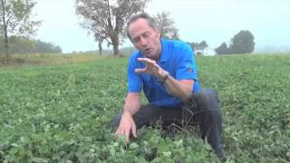 When Should You Spray Your Clover  Peter Johnson [upl. by Aknahs]