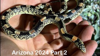 The fascinating critters of Arizona 2024 AZ [upl. by Yttel431]