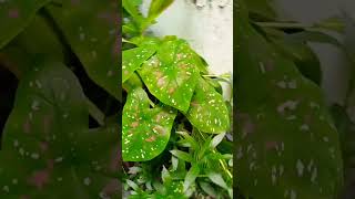 Caladiums plant natureshorts nature and health vlog [upl. by Ogata189]