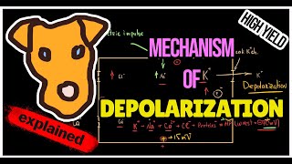 Mechanism of Depolarization Hyperpolarization [upl. by Lonnie563]