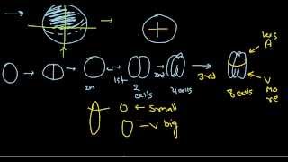 Developmental biology part 6  cleavage in frog [upl. by Olaznog]