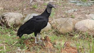 Gallinazo Negro Coragyps atratus Black Vulture [upl. by Ytiak154]