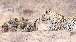 Leopard and 2 Cubs playing [upl. by Okin168]