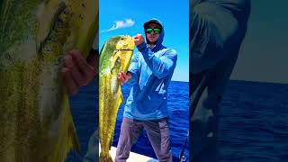 Big BULL MAHI off a bay boat in Miami Gotta love those colors bigfish mahimahi miamifishing [upl. by Ursa341]