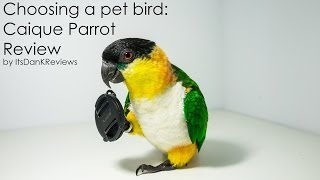 Choosing a Pet Bird  Caique Parrot Review [upl. by Zehe]