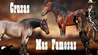 Las Mejores Cruzas De Caballos En El Mundo 🐴Del Cerro Soy [upl. by Leihcey]