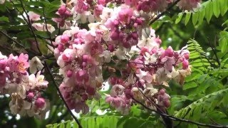 Cassia javanica the rainbow shower tree [upl. by Middlesworth]