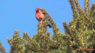 House Finch singing [upl. by Anomar]