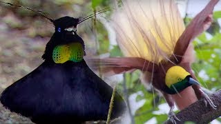 Bird Of Paradise Courtship Spectacle  Planet Earth  BBC Earth [upl. by Slaohcin]