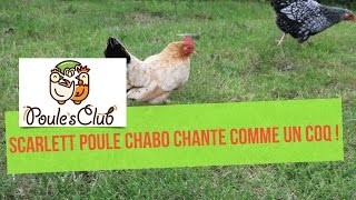 Poule qui chante comme un coq  Scarlett notre poule Chabo [upl. by Oicneconi716]