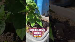 Pimenta mais ardida 😱😱😱 pimenta pimentas [upl. by Fisch]