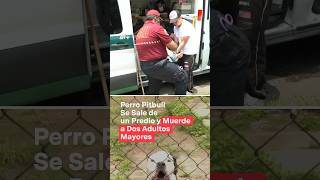 Perro de raza pitbull escapa y muerde a dos adultos mayores  N shorts [upl. by Ocsisnarf801]