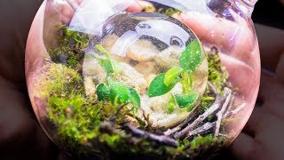 Putting an Ecosphere Inside of a Closed Terrarium [upl. by Adnohsal367]