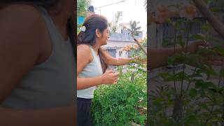 কতো রঙের ফুল ফুটলো আজ 😯😍 trending minivlog gardening vlog flowers rain viralvideo shorts [upl. by Uhp4]