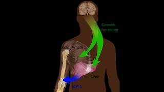 ∆° Pituitary Gland Frequency  Stimulate Hormones HGH Progesterone Isochronic Tones [upl. by Hagan]