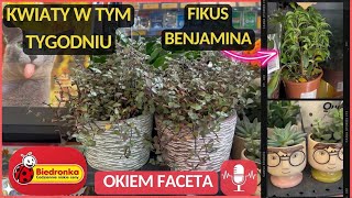 BIEDRONKA‼️KWIATY W TYM TYGODNIU💐PALMA KOKOSOWA KAKTUS EUPHORBIA LILIE ORIENTALNE I CIĘTE🪴 [upl. by Maurilia]