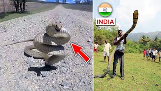 Top 10 Most Venomous Snakes in the World  FactEX [upl. by Fortin]