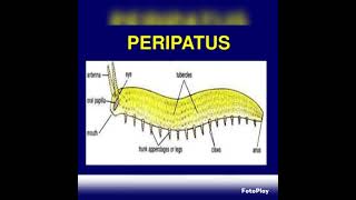 Onychophora classArthropodabiology zoology vedioyoutubevedio [upl. by Emory183]