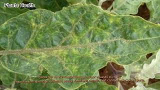 Tobacco Mosaic Virus  Introduction  Control [upl. by Ahsikcin274]