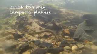 Brook Lamprey Lampetra planeri Underwater UK [upl. by Ahsaelat]