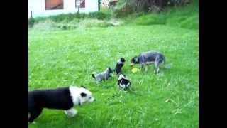 border collieblue heeler mix puppies 6 weeks [upl. by Llovera]